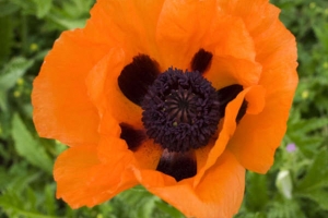 Poppy 'Prince of Orange'